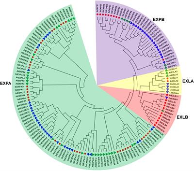 Transcriptome- and genome-wide systematic identification of expansin gene family and their expression in tuberous root development and stress responses in sweetpotato (Ipomoea batatas)